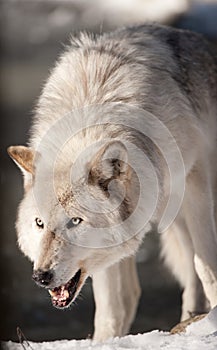 Arctic Wolf Snarling
