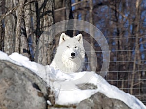 Arctic wolf in the snow