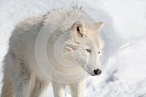 Arctic Wolf in the Snow