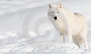 Arctic Wolf in Snow
