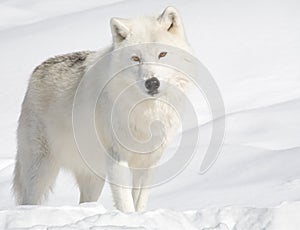 Arctic Wolf in the Snow