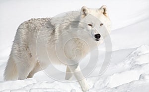 Arctic Wolf in Snow