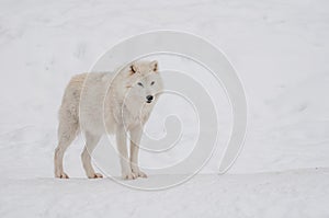 Arctic wolf in the snow.