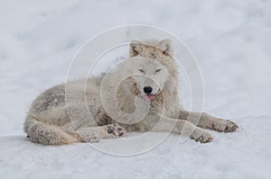 Arctic wolf in the snow.