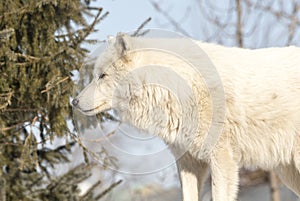 Arctic Wolf Standing In The Trees