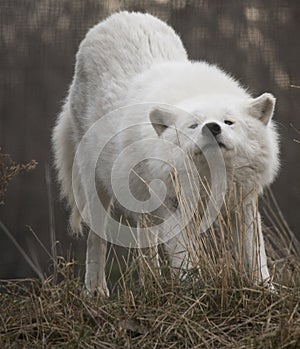 Arctic Wolf Stretching And Looking Into Camera