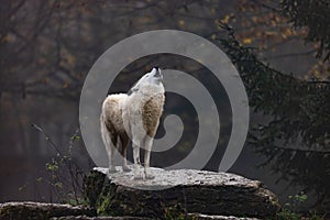 Arctic wolf walking in a forest