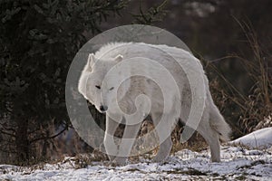 Arctic Wolf Walking In Snow