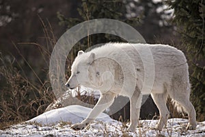 Arctic Wolf Walking In The Snow