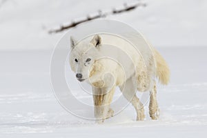 Arctic Wolf walking in snow