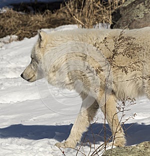 Arctic Wolf Walking In The Snow