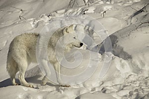 Arctic wolf walking on snow