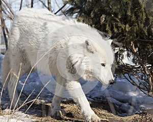 Arctic Wolf Walking Through The Trees