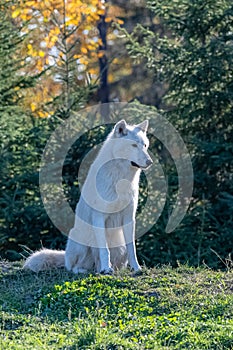Arctic wolf, white wolve