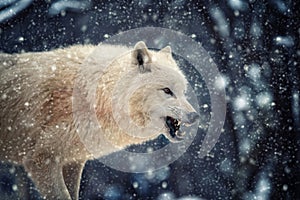 Arctic wolf in the winter forest