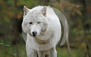 Arctic wolf in the woods