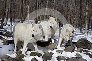 Arctic Wolves