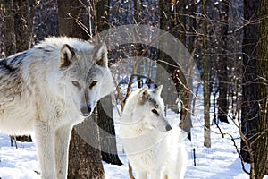 Arctic Wolves