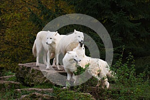 Arctic wolves - canis lupus arctos