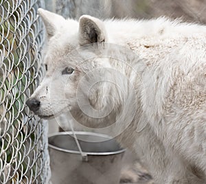 Arctic wolves -Canis lupus arctos- in captivity. Close-up of a white arctic wolf