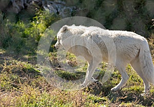 Arctic wolves -Canis lupus arctos- in captivity. Close-up of a white arctic wolf
