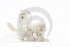 Arctic wolves Canis lupus arctos isolated against a white background playing in the winter snow Canada