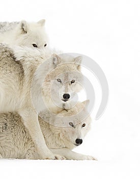 Arctic wolves Canis lupus arctos isolated on white background playing in the winter snow in Canada