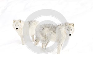 Arctic wolves Canis lupus arctos isolated on white background standing in the winter snow in Canada