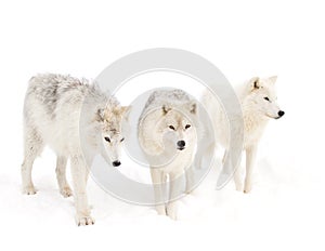 Arctic wolves Canis lupus arctos isolated on white background standing in the winter snow in Canada