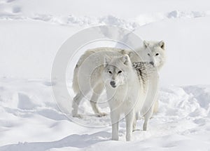 Arctic wolves Canis lupus arctos isolated on white background standing in the winter snow in Canada