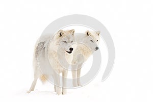 Arctic wolves (Canis lupus arctos) isolated on white background walking in the winter snow in Canada