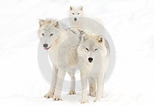 Arctic wolves (Canis lupus arctos) isolated on white background walking in the winter snow in Canada