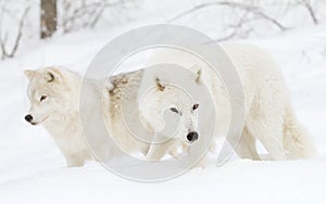 Arctic wolves (Canis lupus arctos) isolated on white background walking in the winter snow in Canada