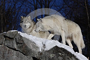 Arctic wolves Canis lupus arctos standing on a rocky cliff in winter snow in Canada