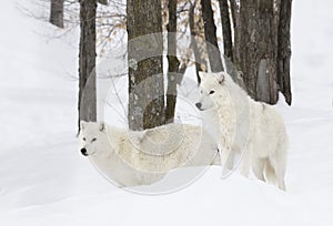 Arctic wolves Canis lupus arctos standing in the winter snow in Canada
