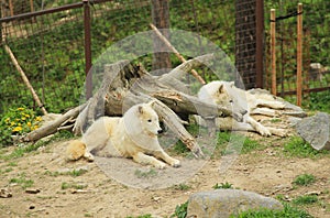 Arctic wolves having rest