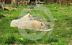 Arctic wolves having rest