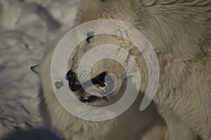 Arctic wolves