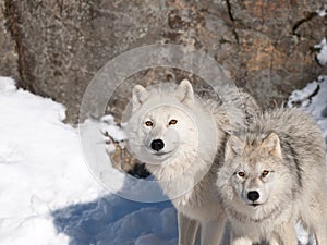 Arctic wolves in winter