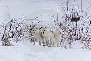Arctic Wolves in winter