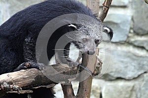 Arctictis binturong exotic animal