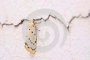 Arctiidae moth