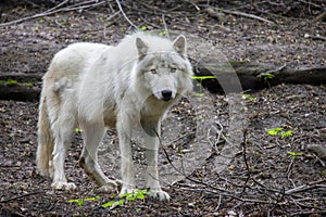 Arctis wolf