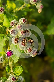 Arctium lappa,