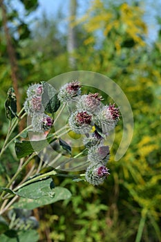 Arctium lappa. Burdock grows in the garden. Medical herbal plant