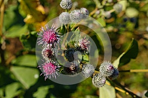 Arctium lappa commonly called greater burdock