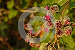 Arctium lappa commonly called greater burdock