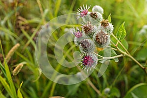 Arctium lappa commonly called greater burdock