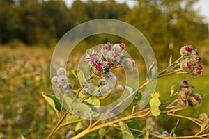 Arctium lappa commonly called greater burdock