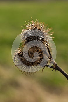 Arctium lappa, commonly called greater burdock, gob?, edible burdock, lappa, beggar\'s buttons, thorny burr, or happy major photo